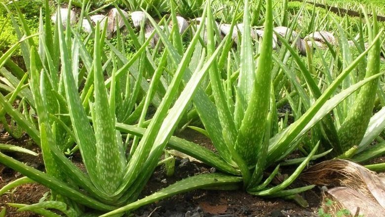 Cây Lô hội. Aloe vera L, var. chinensis - Cây Thuốc Nam Quanh Ta